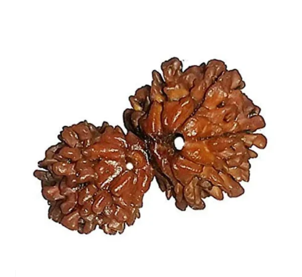 Gauri Shankar Rudraksha - Image 2