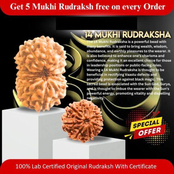 14 Mukhi Rudraksha