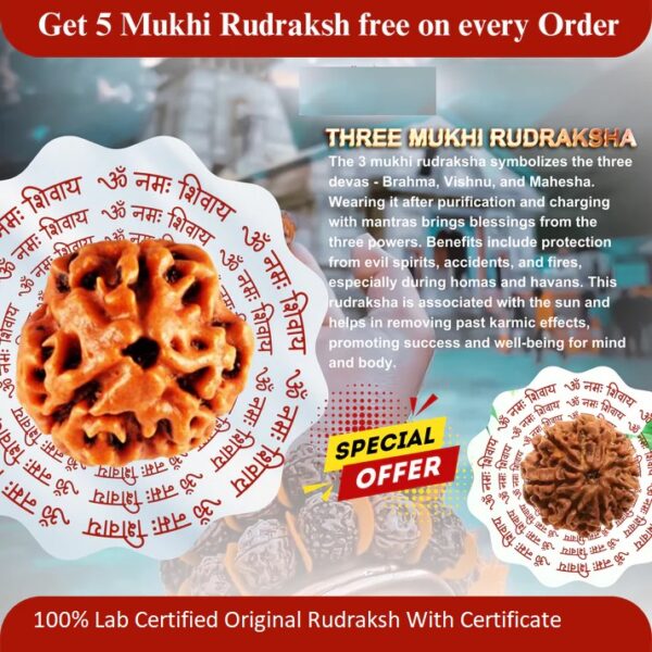 3 Mukhi Rudraksha