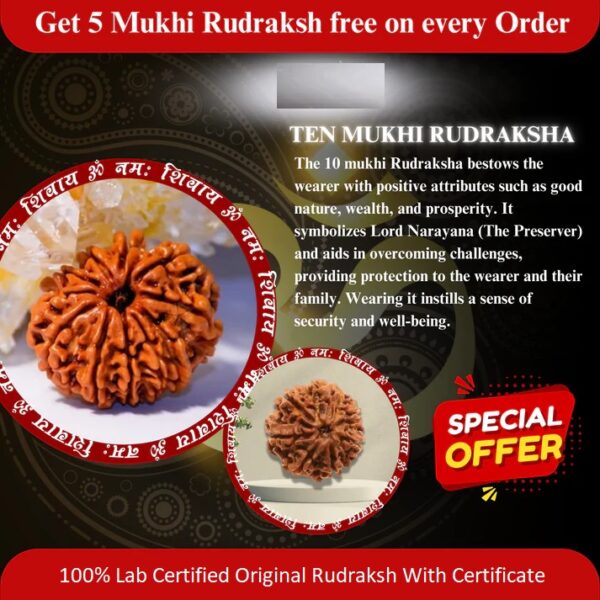 10 Mukhi Rudraksha