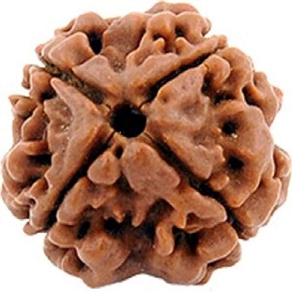 4 Mukhi Rudraksha - Image 3