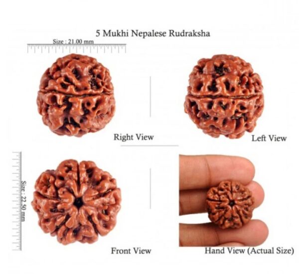 5 Mukhi Rudraksha - Image 3