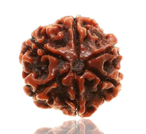 6 Mukhi Rudraksha - Image 3