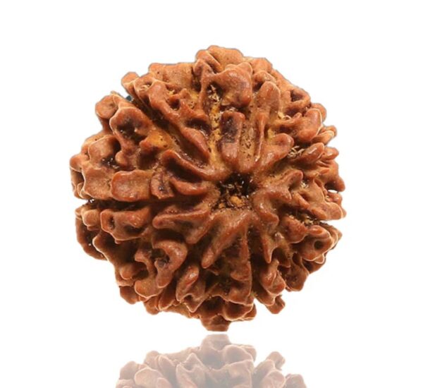 8 Mukhi Rudraksha - Image 3