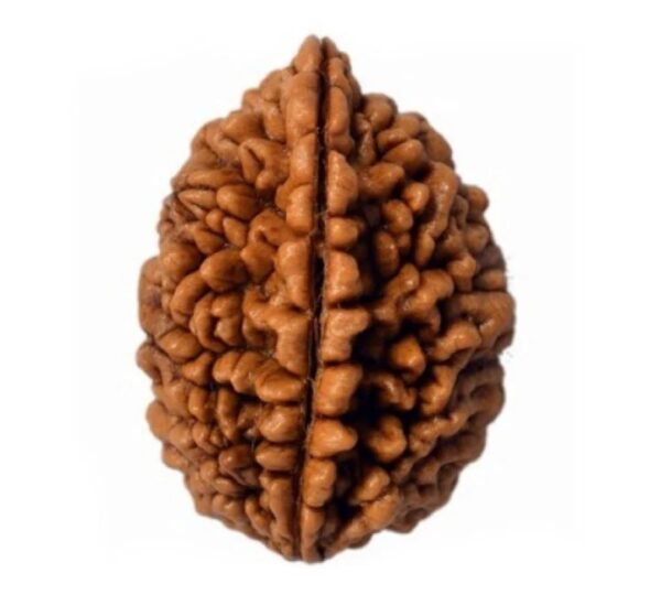 1 Mukhi Rudraksha Rameshwaram - Image 3