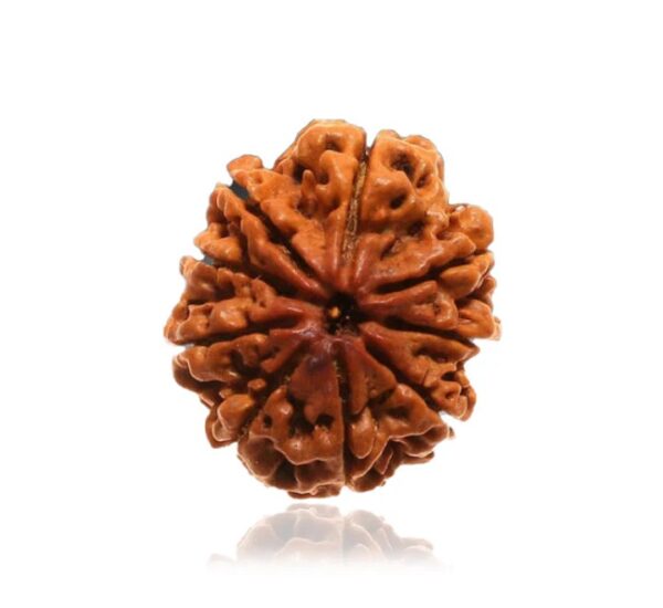 9 Mukhi Rudraksha - Image 3