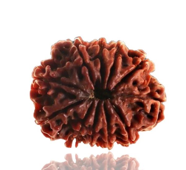 10 Mukhi Rudraksha - Image 3