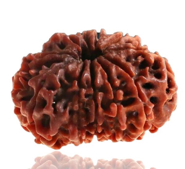 11 Mukhi Rudraksha - Image 3