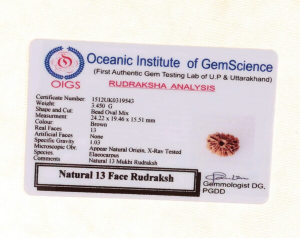 13 Mukhi Rudraksha - Image 4