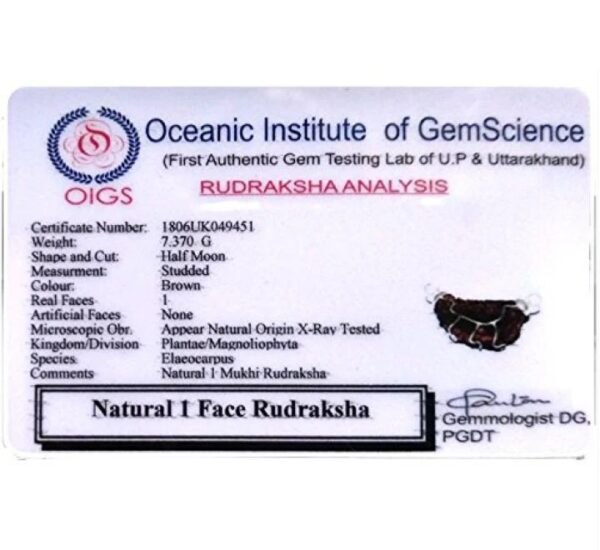 1 Mukhi Rudraksha Rameshwaram - Image 4