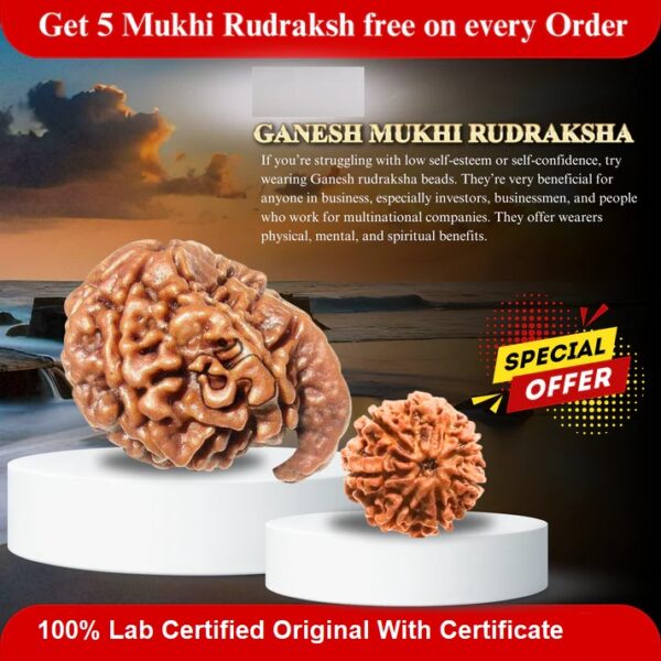 Ganesha Mukhi Rudraksha